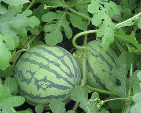 捎瓜孕妇可以吃吗,营养与安全的双重保障